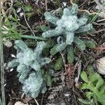 Achillea tomentosa 葉