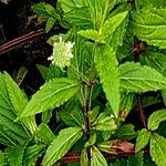 Hyptis capitata Blüte