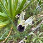 Iris tuberosaBlüte