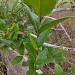 Syzygium guineense Blatt