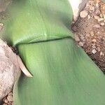 Haemanthus deformis Hoja