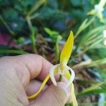 Maxillaria porrecta Virág