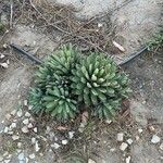 Agave macroacantha Агульны выгляд