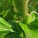 Oenothera villosa फल