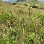Setaria sphacelata Pokrój