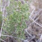 Satureja cuneifolia Blatt