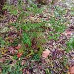 Berberis aquifolium Leaf