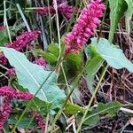 Bistorta amplexicaulis Flor