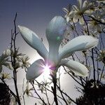 Magnolia sprengeri Cvet