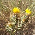 Centaurea melitensis Flor