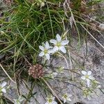 Minuartia rostrata Цветок