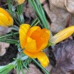 Crocus chrysanthus Flor