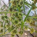 Cyperus eragrostisLeaf