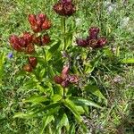 Gentiana purpurea عادت داشتن