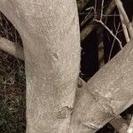 Lonchocarpus nitidus Schors