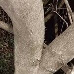 Lonchocarpus nitidus Corteza