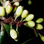 Erythroxylum macrophyllum Fruit