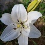 Lilium candidumBlüte