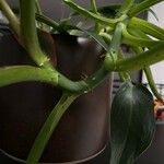 Philodendron martianum Corteccia