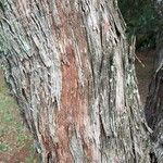 Dodonaea angustifolia 樹皮