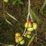 Xylopia sericea Fruit