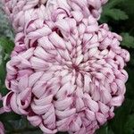 Chrysanthemum indicum 花