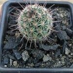 Mammillaria grahamii 葉