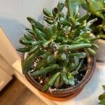 Crassula ovataLeaf