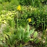 Ligularia mongolica Habit