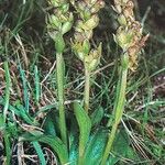 Dactylorhiza viridis 形態