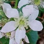Rubus scaber Flower