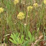 Lomatium triternatum Λουλούδι