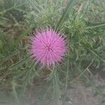 Cirsium vulgareBlüte