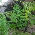 Davallia fejeensis Blatt