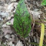 Hieracium maculatum Fuelha