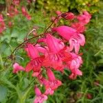 Penstemon barbatusFlors