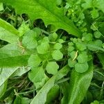 Cardamine parviflora Blad