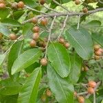 Casearia corymbosa Blad