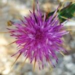 Ptilostemon casabonae Λουλούδι