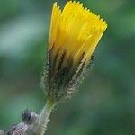 Pilosella piloselloides Floare