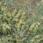 Asparagus horridus Листок