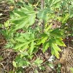 Artemisia vulgaris Lapas