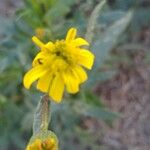 Senecio madagascariensis Flower