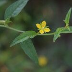 Ludwigia hyssopifolia Habit