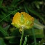 Ranunculus carinthiacus