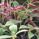 Kohleria hirsuta Feuille