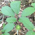 Panax quinquefolius Blad