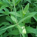 Silene stellata Leaf