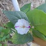 Mirabilis longiflora പുഷ്പം