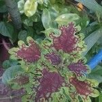 Coleus decurrensLeaf